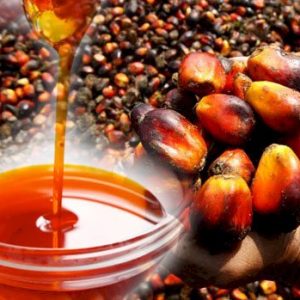 Palm Oil