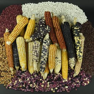 Maize