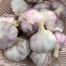 Red Garlic