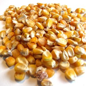 Animal Feed Maize
