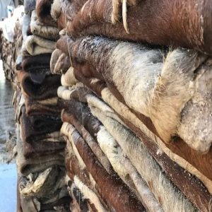 Dry Salted Cow Skins